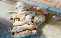 Goldador dogs for sale: 2 beautiful golden retriever cross Lab puppies - Image 3