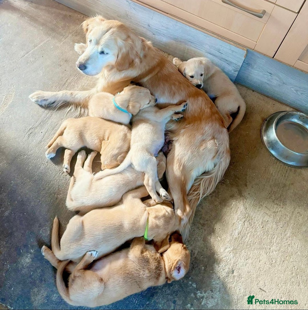 Goldador dogs for sale: 2 beautiful golden retriever cross Lab puppies - Image 3