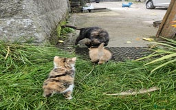 Mixed Breed cats for sale: Gorgeous kittens for sale - Image 4