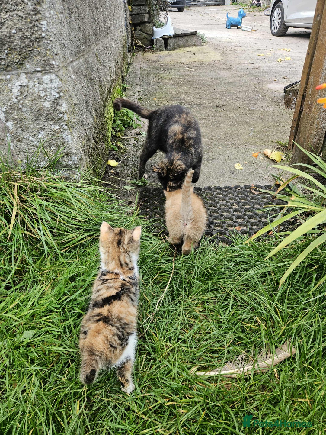 Mixed Breed cats for sale: Gorgeous kittens for sale - Image 4
