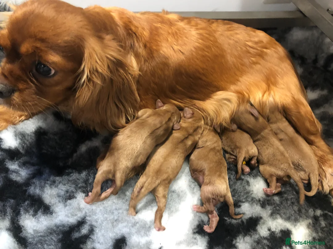 Cavapoo dogs for sale: Beautiful Cavapoos (health tested parents) - Advert 8