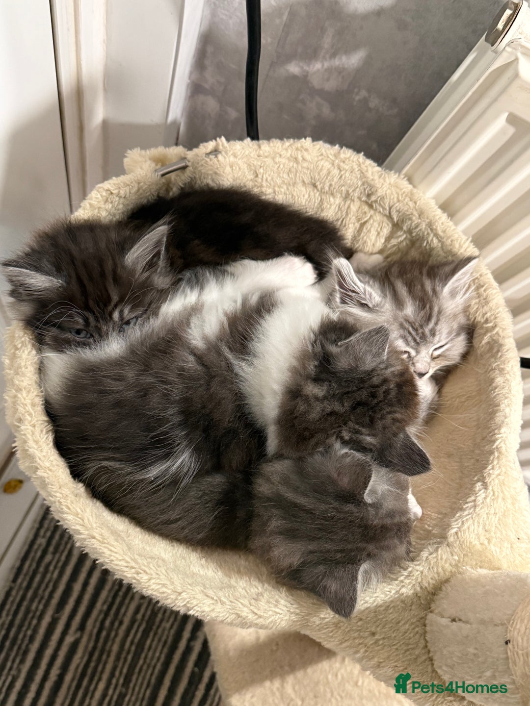 Persian cats for sale: ragdoll x persian kitties  - Advert 10