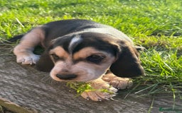 Cockerdor dogs for sale: Cockerdor puppies ready 10th October.  - Image 13