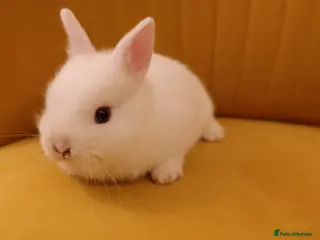 Netherland Dwarf rabbits Netherland Dwarf BEW - Advert 1