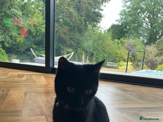 Domestic Shorthair cats for sale - Advert 1