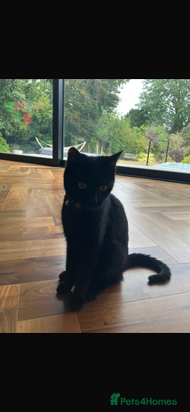 Domestic Shorthair cats - Advert 1