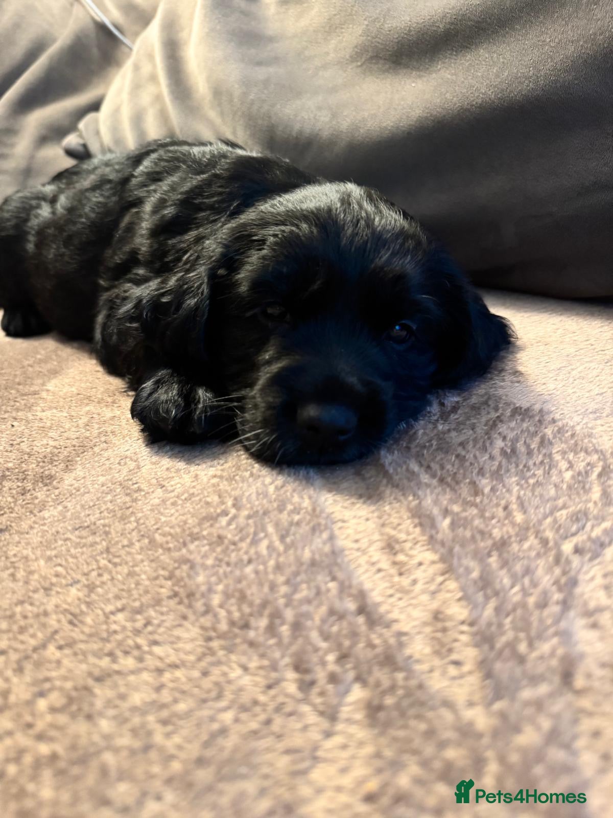 Mixed Breed dogs SprockerPoo Puppies *ONE MALE LEFT* ready 16/12 - Advert 2