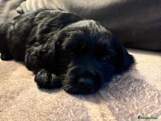 Mixed Breed dogs SprockerPoo Puppies *ONE MALE LEFT* ready 16/12 - Advert 11