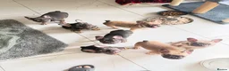 French Bulldog dogs for sale: French Bulldog Puppies Ready for Forever Home - Advert 13