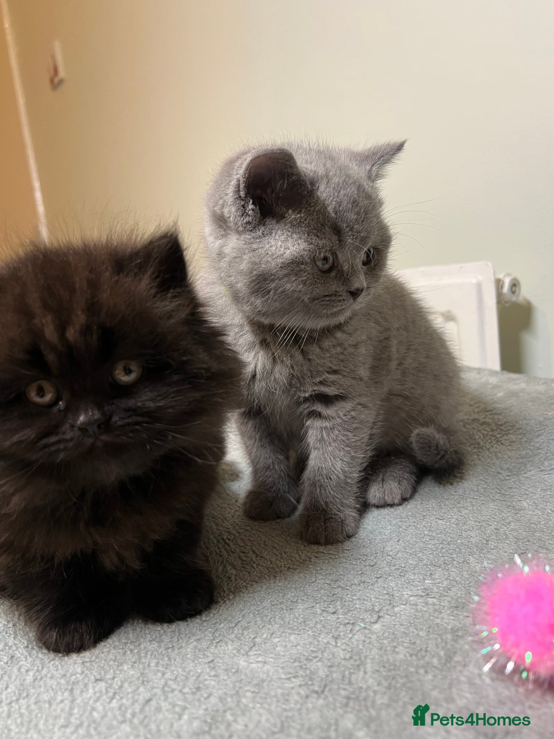 British Shorthair cats for sale: British Shorthair kittens - Advert 1