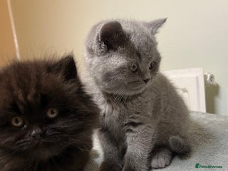 British Shorthair cats British Shorthair kittens - Advert 4