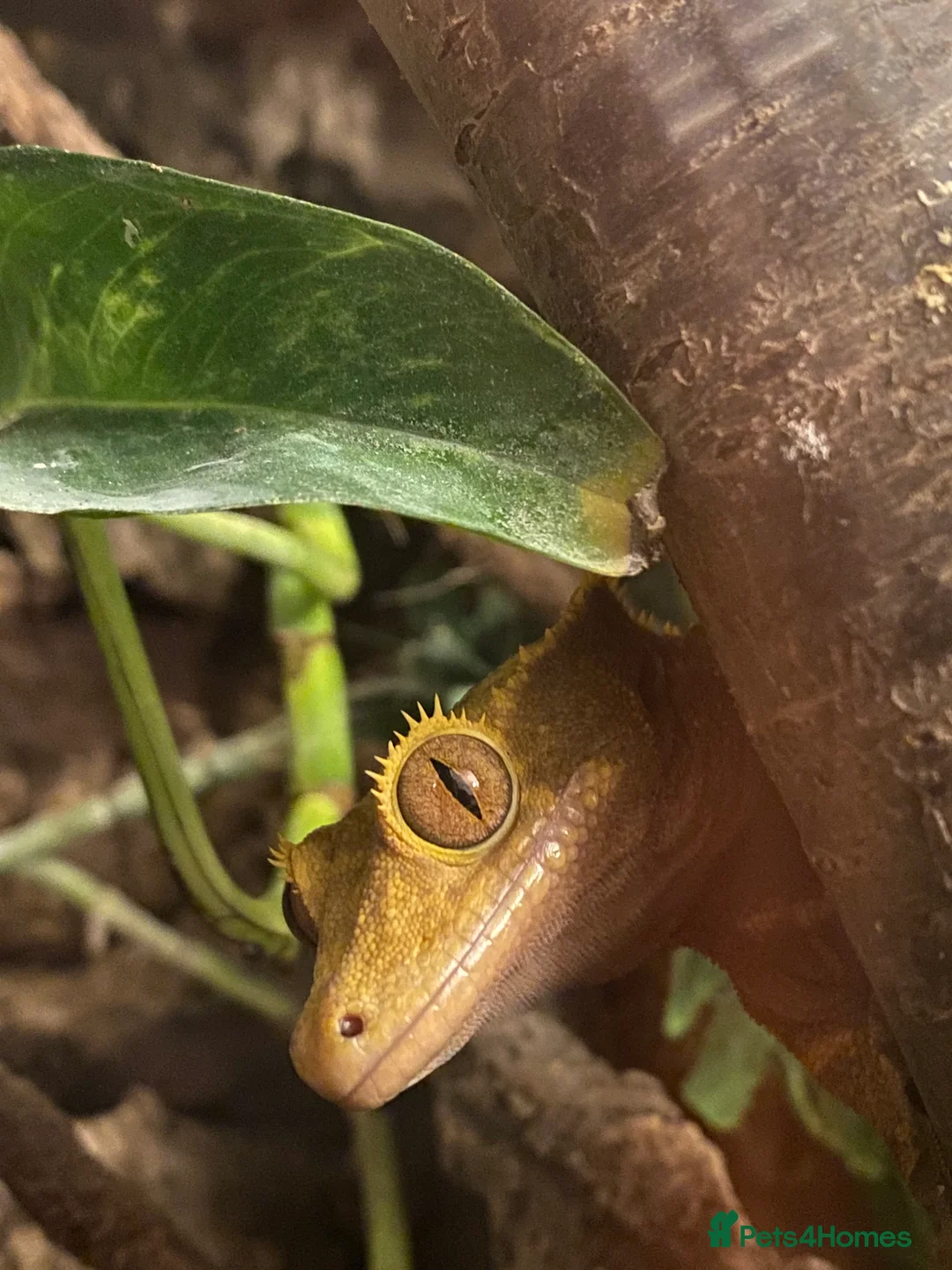 Gecko reptiles for sale: Stunning pair of breeding crested geckos with viv - Advert 8