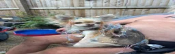 Chihuahua dogs for sale: Chuhushuas - Advert 3
