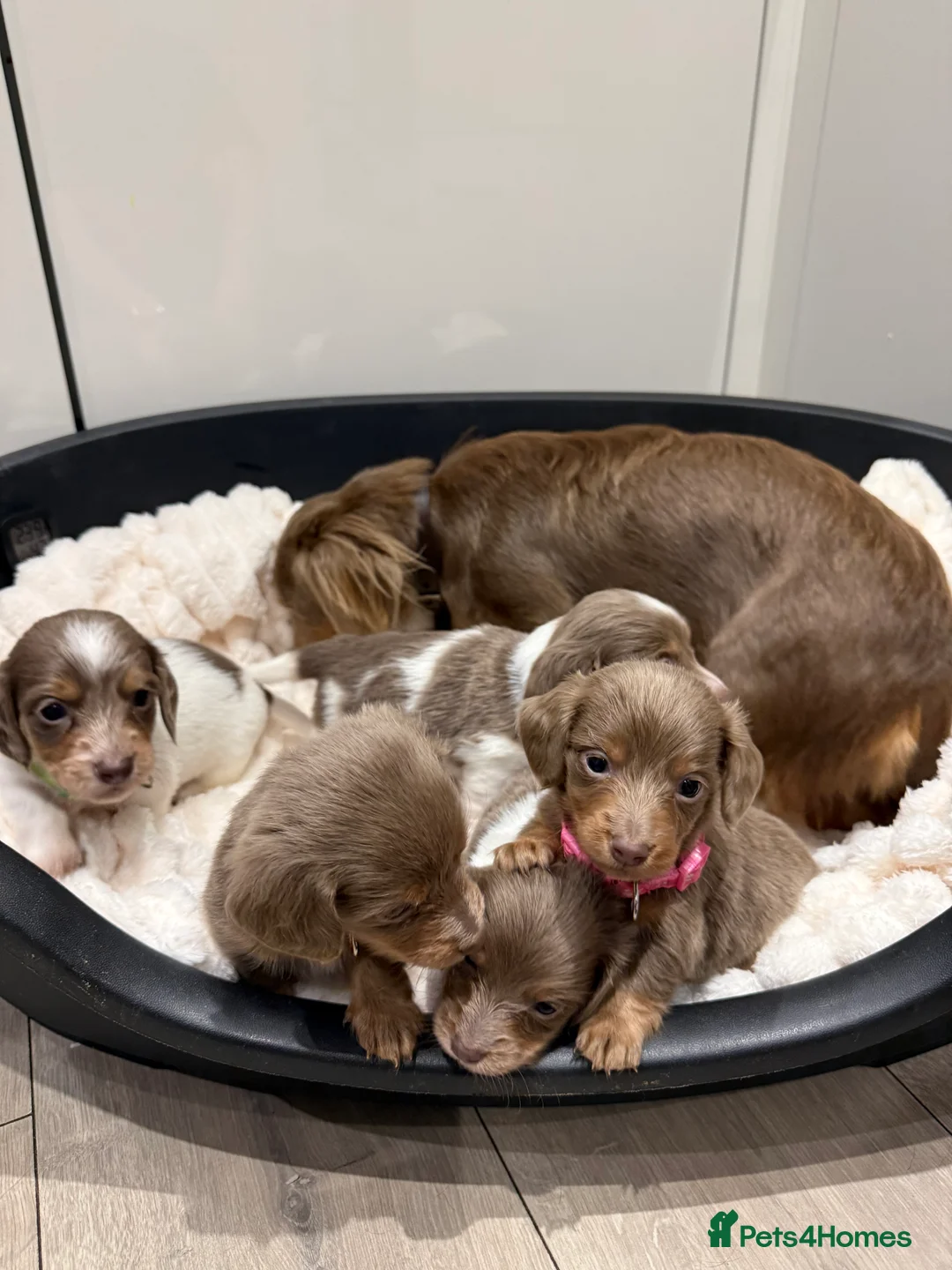 Miniature Dachshund dogs for sale: Stunning KC litter of Longhaired Minnies  - Advert 11