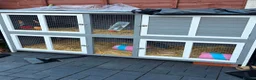 Guinea Pig rodents for sale: 2 Female Guinea Pigs & Hutch 💖 - Advert 6