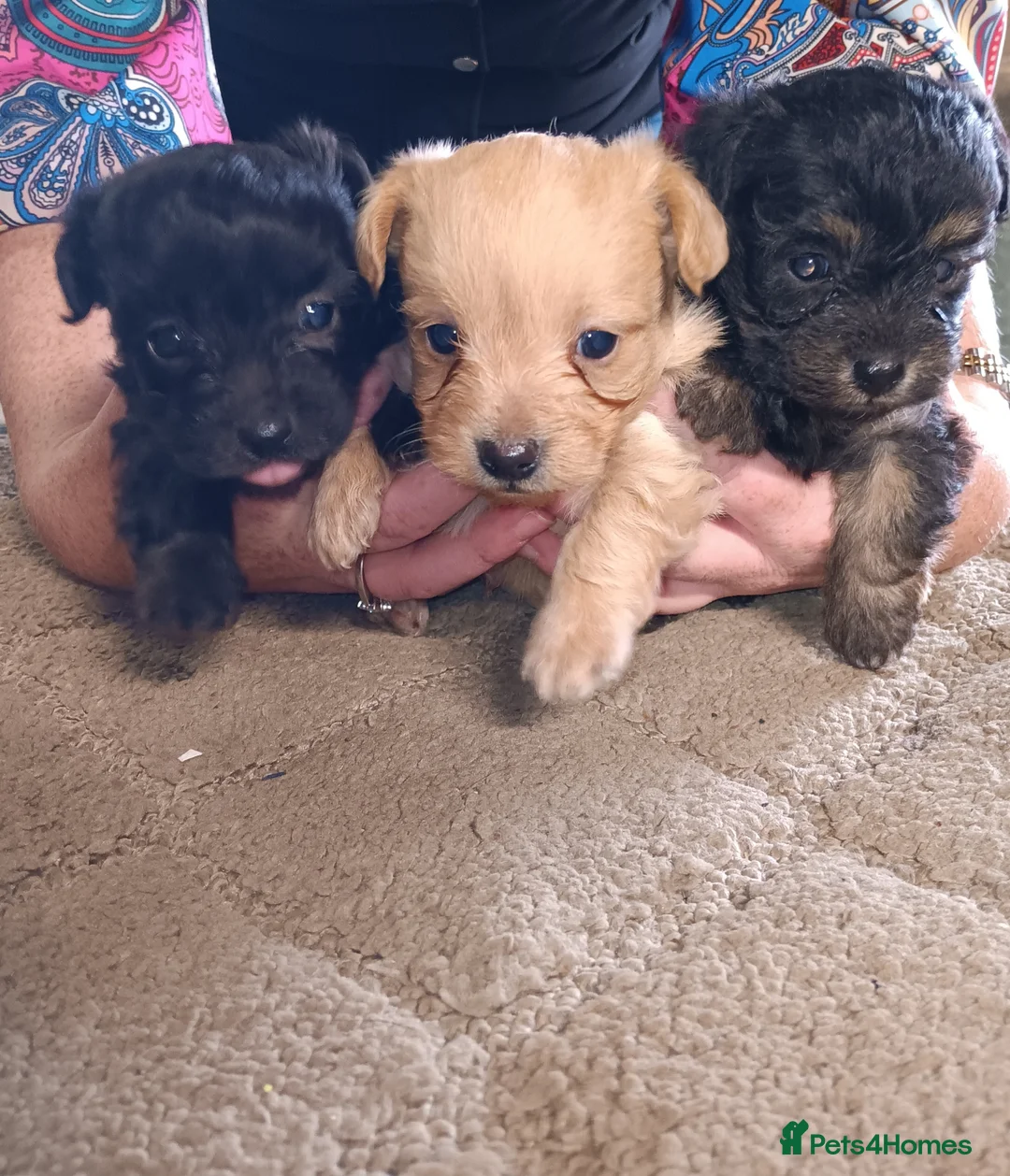 Chipoo dogs for sale: Chipoo puppies - Advert 1