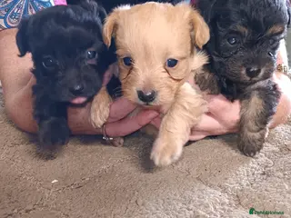 Chipoo dogs Chipoo puppies - Advert 8