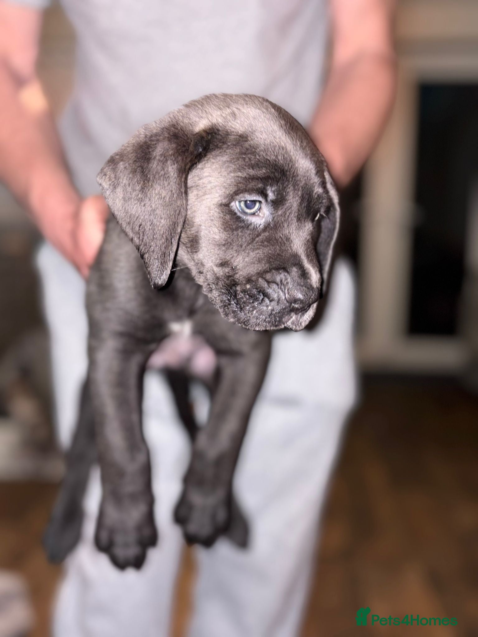 Mixed Breed dogs 🔥🐶LAST 3 CANE CORSO X PRESA CANARIO(F1) PUPS🐶🔥 - Advert 1