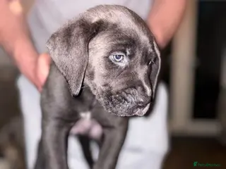 Mixed Breed dogs 🔥🐶LAST 3 CANE CORSO X PRESA CANARIO(F1) PUPS🐶🔥 - Advert 16