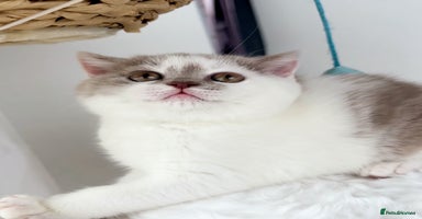 British Shorthair cats - Advert 7