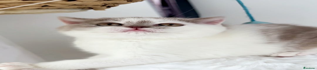British Shorthair Kitten 3
