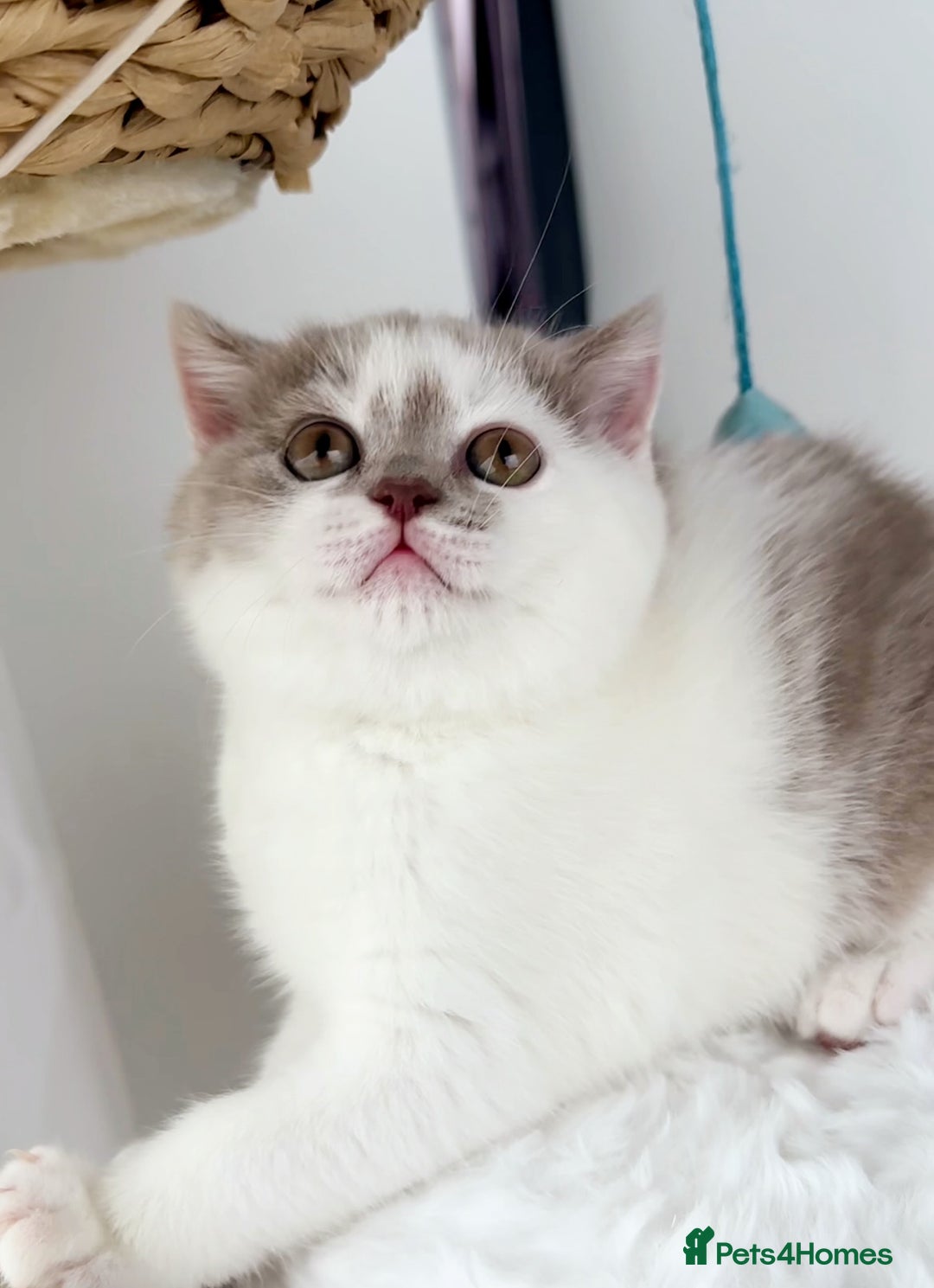British Shorthair cats for sale: GCCF British Short Hair Kittens, Stunning Colors  - Image 4