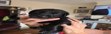 Labrador black