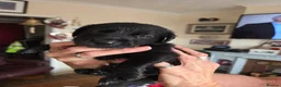 Labrador Retriever dogs for sale: Labrador puppy's  - Advert 6