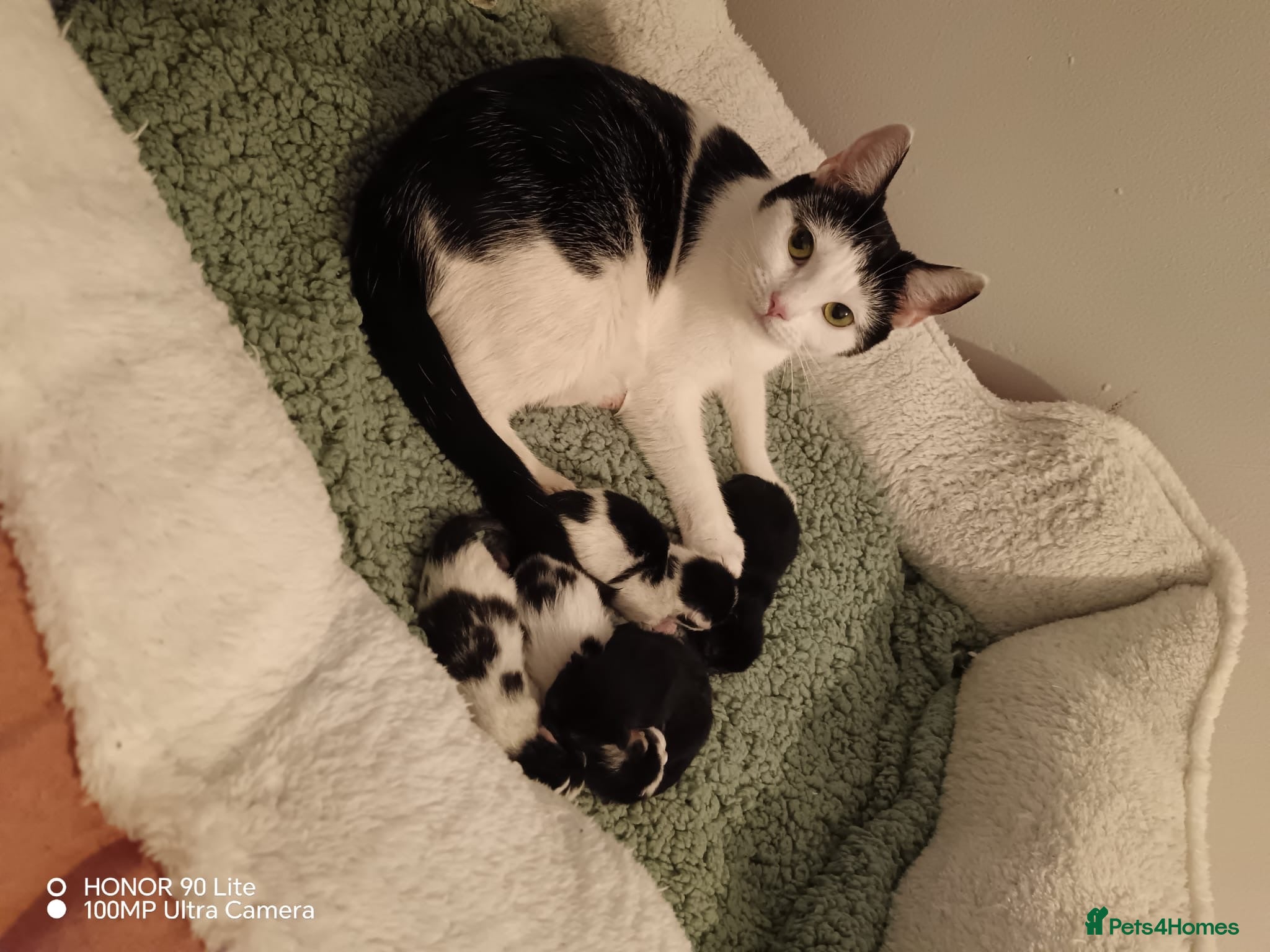 Mixed Breed cats Adorable baby girls for sale  - Advert 2