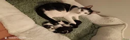 Mixed Breed cats for sale: Adorable baby girls for sale  - Advert 1