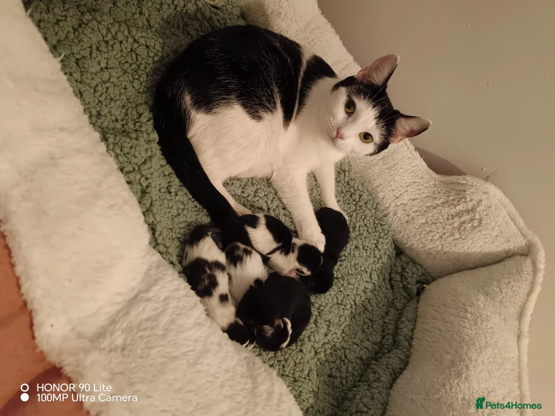 Mixed Breed cats for sale: Adorable baby girls for sale  - Advert 1