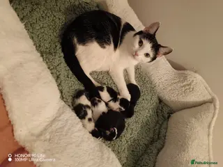 Mixed Breed cats Adorable baby girls 3 left!! - Advert 1
