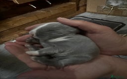 French Lop rabbits for sale: 🩵Stunning litter pure bred blue eye French lops🩵 - Image 33