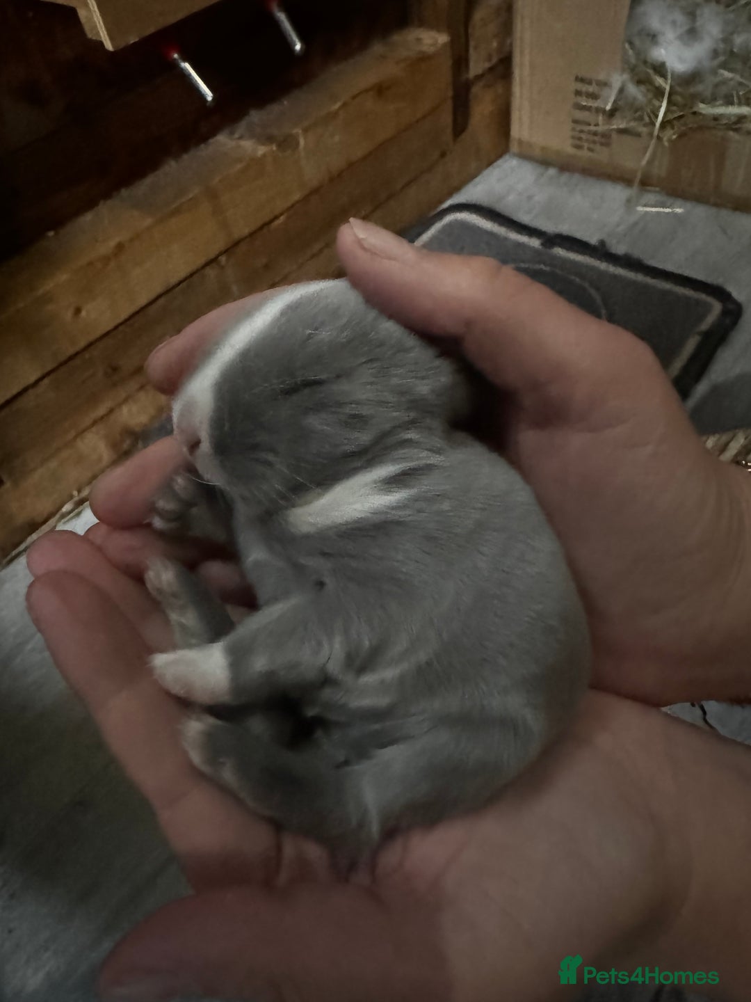 French Lop rabbits for sale: 🩵Stunning litter pure bred blue eye French lops🩵 - Image 33