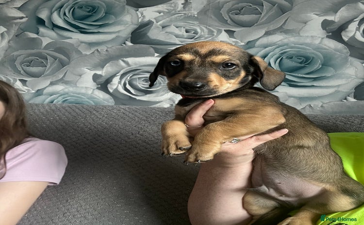 Mixed Breed dogs - Advert 12