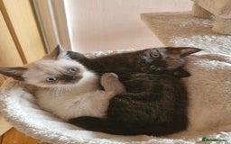 British Shorthair cats for sale: British short hair baby boys - Image 1