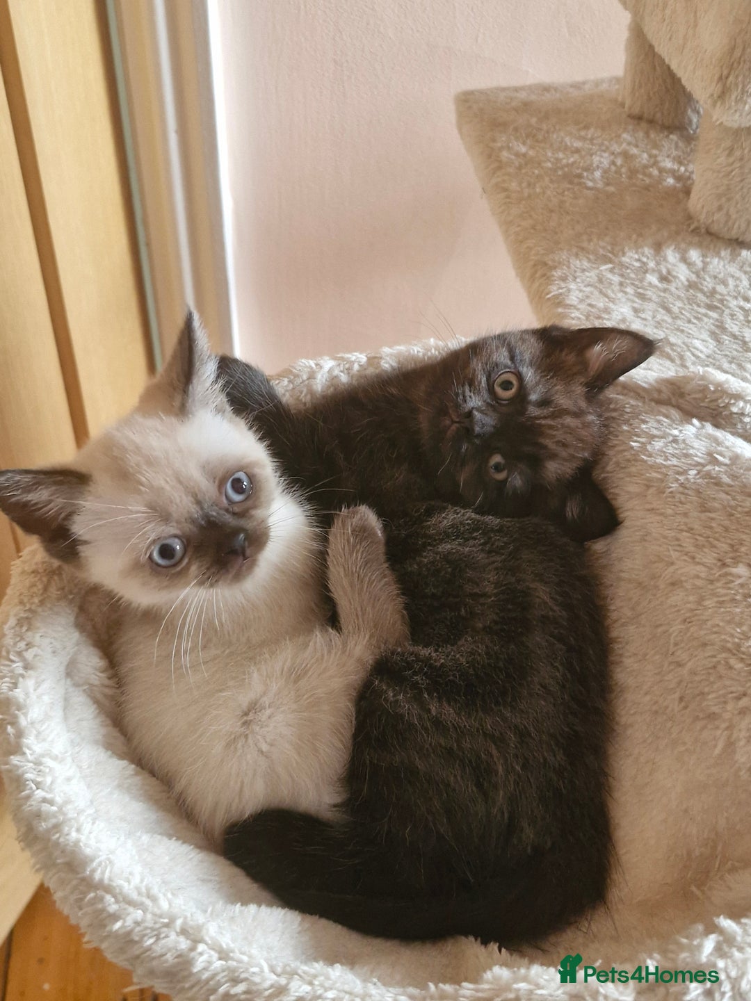 British Shorthair cats for sale: British short hair baby boys - Image 1