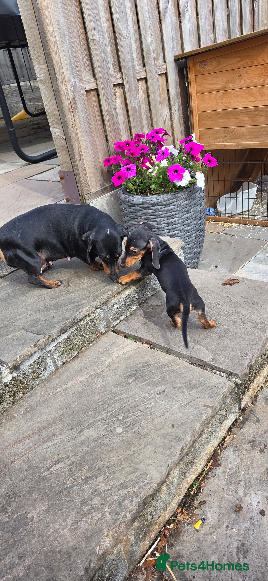 Miniature Dachshund dogs for sale: Dachshund puppy - Image 5