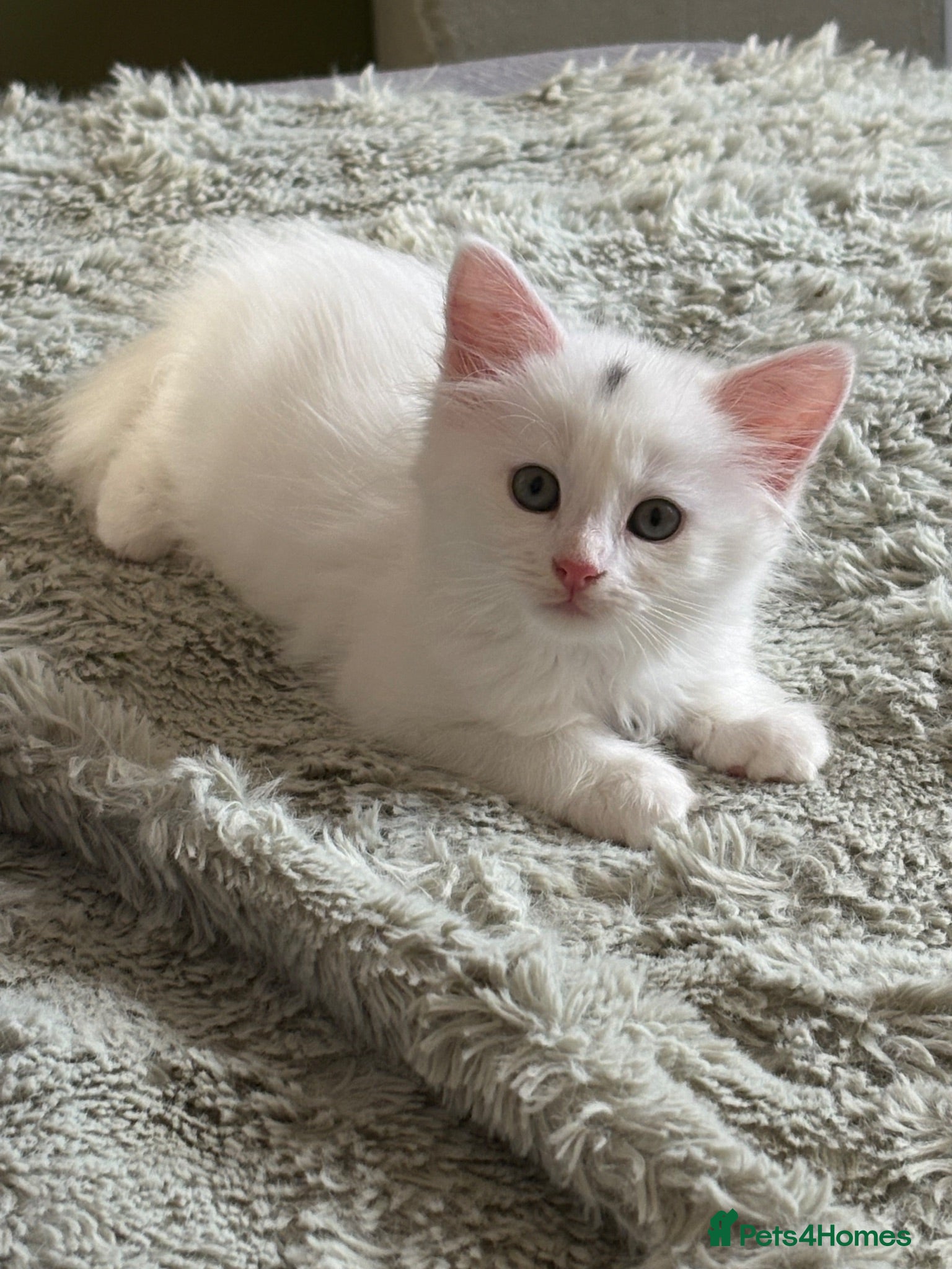 Maine Coon cats Maine Coon Mix Kittens!  - Advert 5