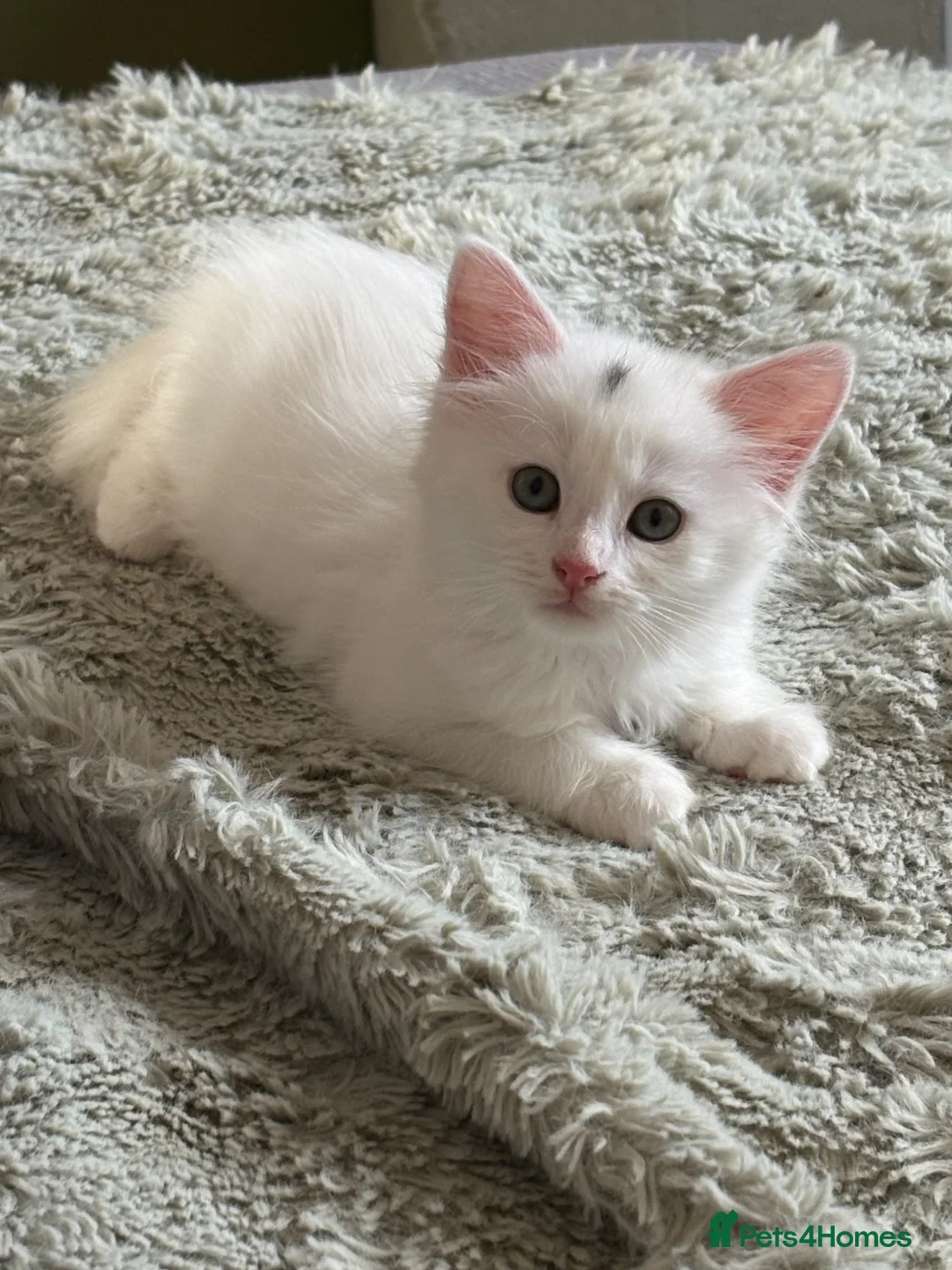 Maine Coon cats for sale: Maine Coon Mix Kittens!  in Alness - Advert 1
