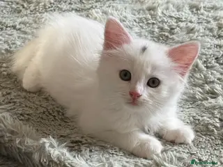 Maine Coon cats Maine Coon Mix Kittens! - Advert 5