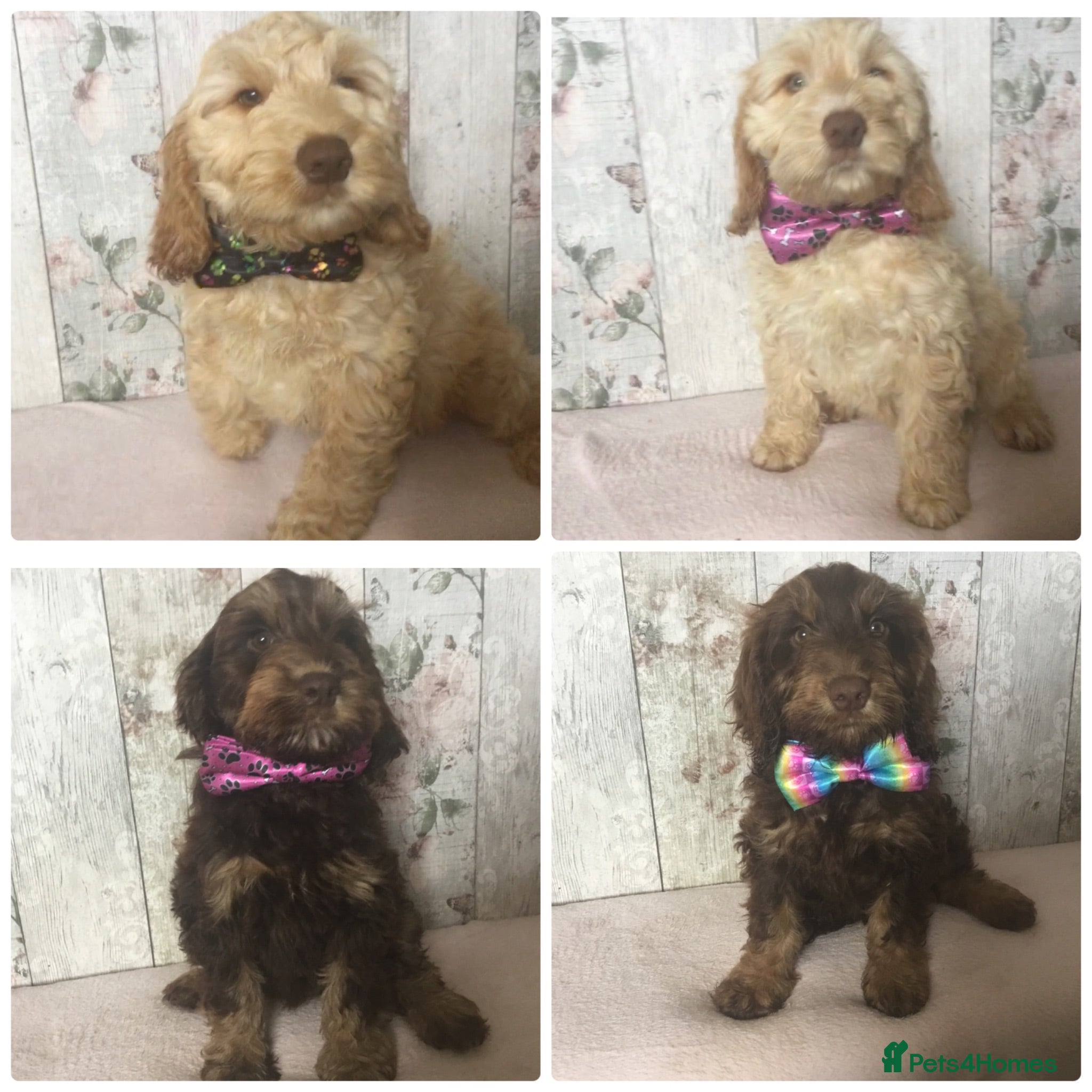 Mixed Breed dogs Medium to small Mini Doodle pups - Advert 1