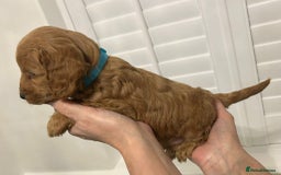Cockapoo dogs for sale: F1B Cockapoo red  Puppies - Image 3