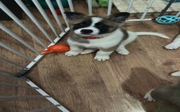 Akita dogs for sale: American akitas - Image 10
