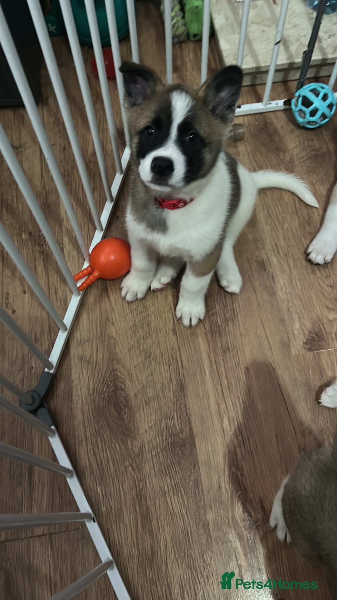 Akita dogs for sale: American akitas - Image 10