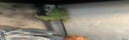 Frog reptiles for sale: American Green Tree Frog  - Advert 5