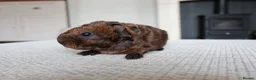 Guinea Pig rodents for sale: Beautiful Baby Guinea Pigs – Ready to Reserve  - Advert 22