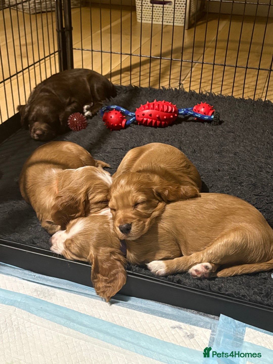 Cocker Spaniel dogs for sale: Working Cocker Spaniel puppy’s  - Advert 9