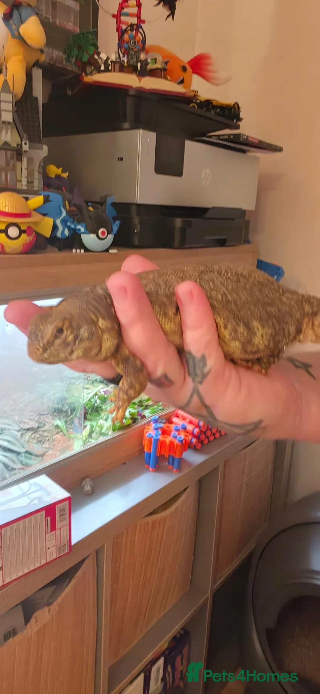 Lizard reptiles for sale: Uromastyx Female in Newport - Advert 2