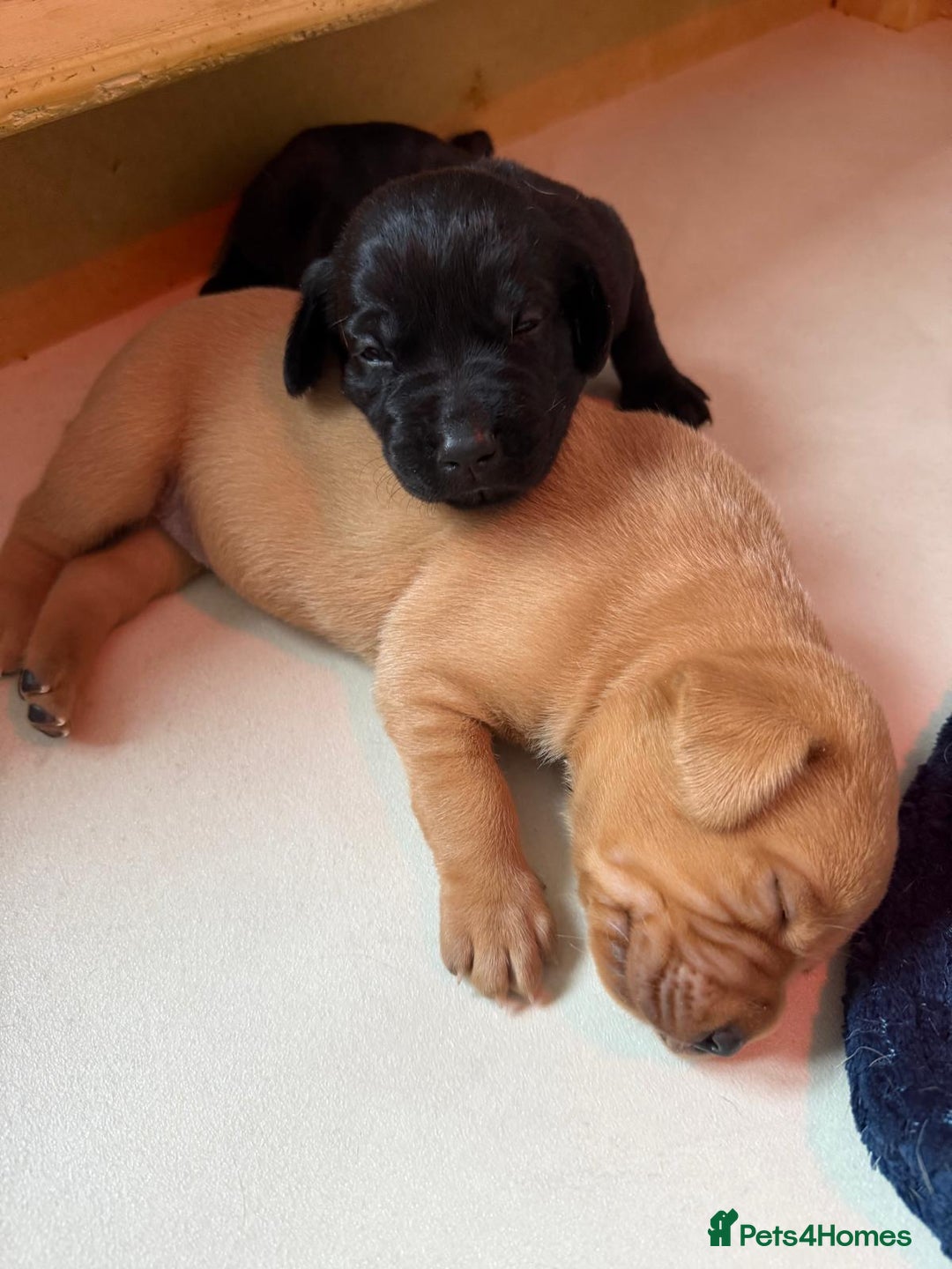 Labrador Retriever dogs for sale: KC Register Labradors Puppies - Advert 9